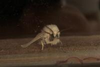 Spilosoma lubricipeda