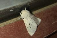 Spilosoma lubricipeda