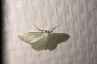 Idaea subsericeata