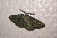Cleorodes lichenaria