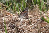 Vanessa cardui