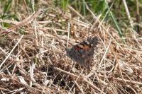 Vanessa cardui