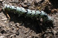 Catocala promissa