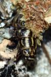 Canephora hirsuta