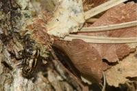 Canephora hirsuta