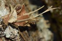 Canephora hirsuta