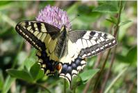Papilio machaon