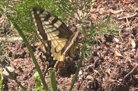Papilio machaon