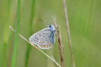 Polyommatus icarus