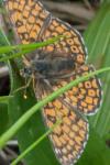 Melitaea cinxia