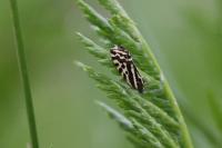 Emmelia trabealis