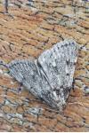 Aglossa pinguinalis