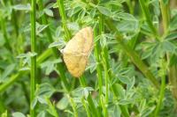 Camptogramma bilineata