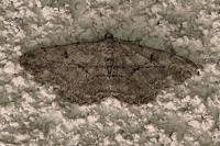Peribatodes rhomboidaria