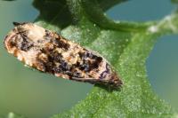 Endothenia oblongana