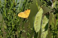 Camptogramma bilineata