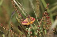 Lythria cruentaria