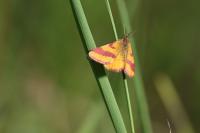Lythria cruentaria