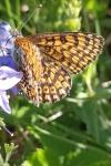 Melitaea cinxia