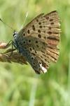 Lycaena tityrus