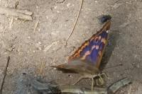 Apatura ilia