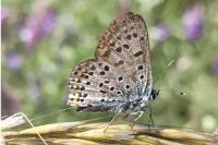 Lycaena tityrus