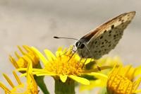 Lycaena tityrus