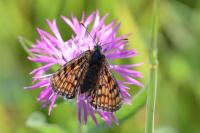 Melitaea parthenoides