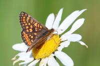 Euphydryas aurinia
