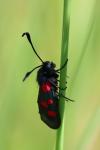 Zygaena trifolii