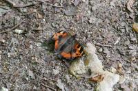 Aglais urticae