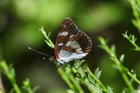Limenitis reducta