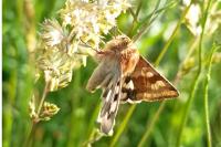 Heliothis viriplaca