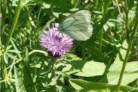 Aporia crataegi