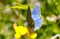 Lysandra bellargus
