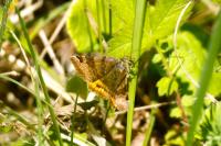 Euclidia glyphica