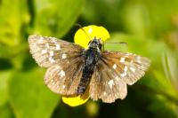 Pyrgus malvae