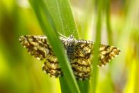 Ematurga atomaria