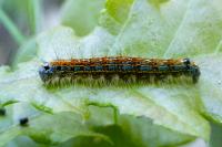 Malacosoma neustria