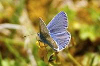 Polyommatus icarus