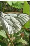 Aporia crataegi