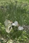 Aporia crataegi