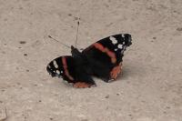 Vanessa atalanta