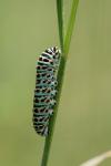 Papilio machaon