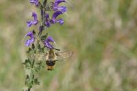 Hemaris tityus
