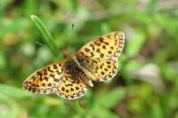 Boloria dia