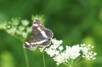 Limenitis camilla