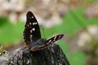 Apatura ilia