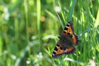 Aglais urticae