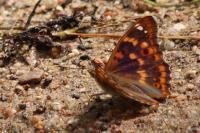 Apatura ilia